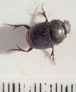 Imagem de Euonthophagus carbonarius (Klug 1855)