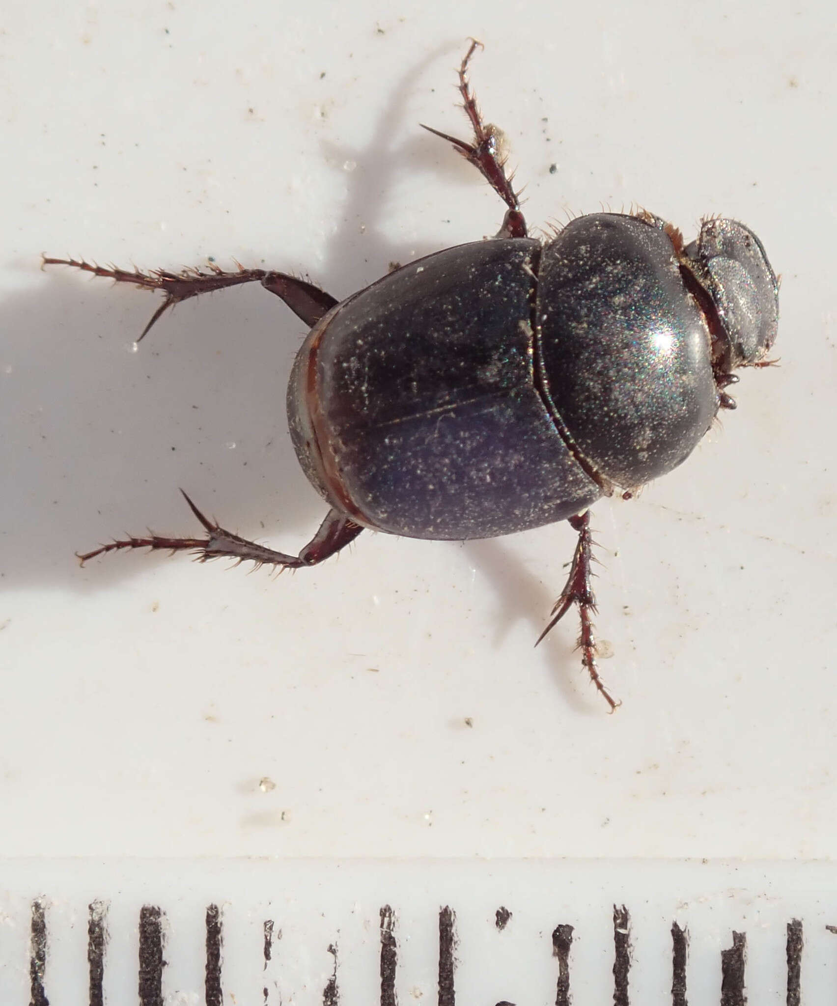 Imagem de Euonthophagus carbonarius (Klug 1855)