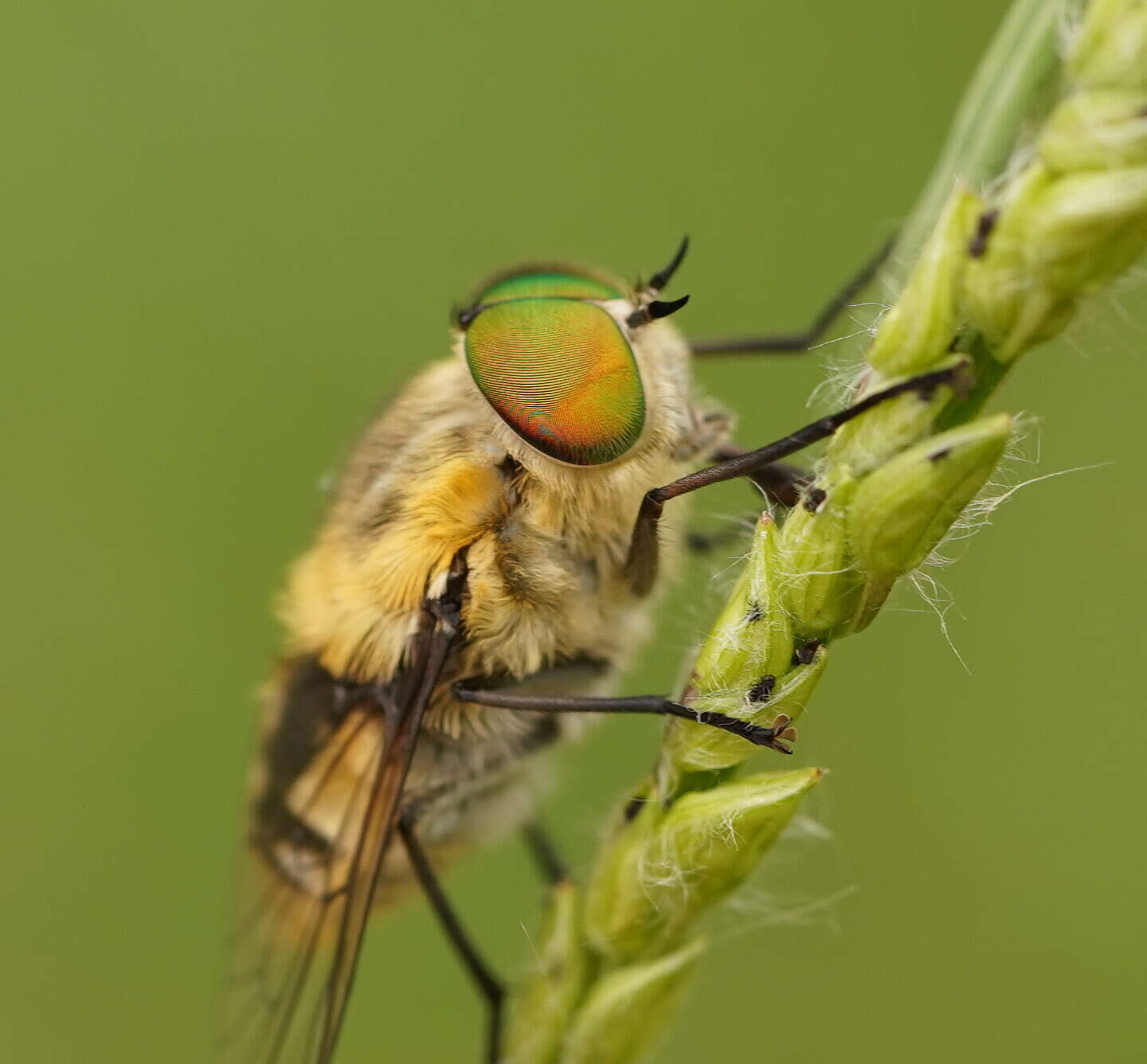 Sivun Scaptia patula (Walker 1848) kuva