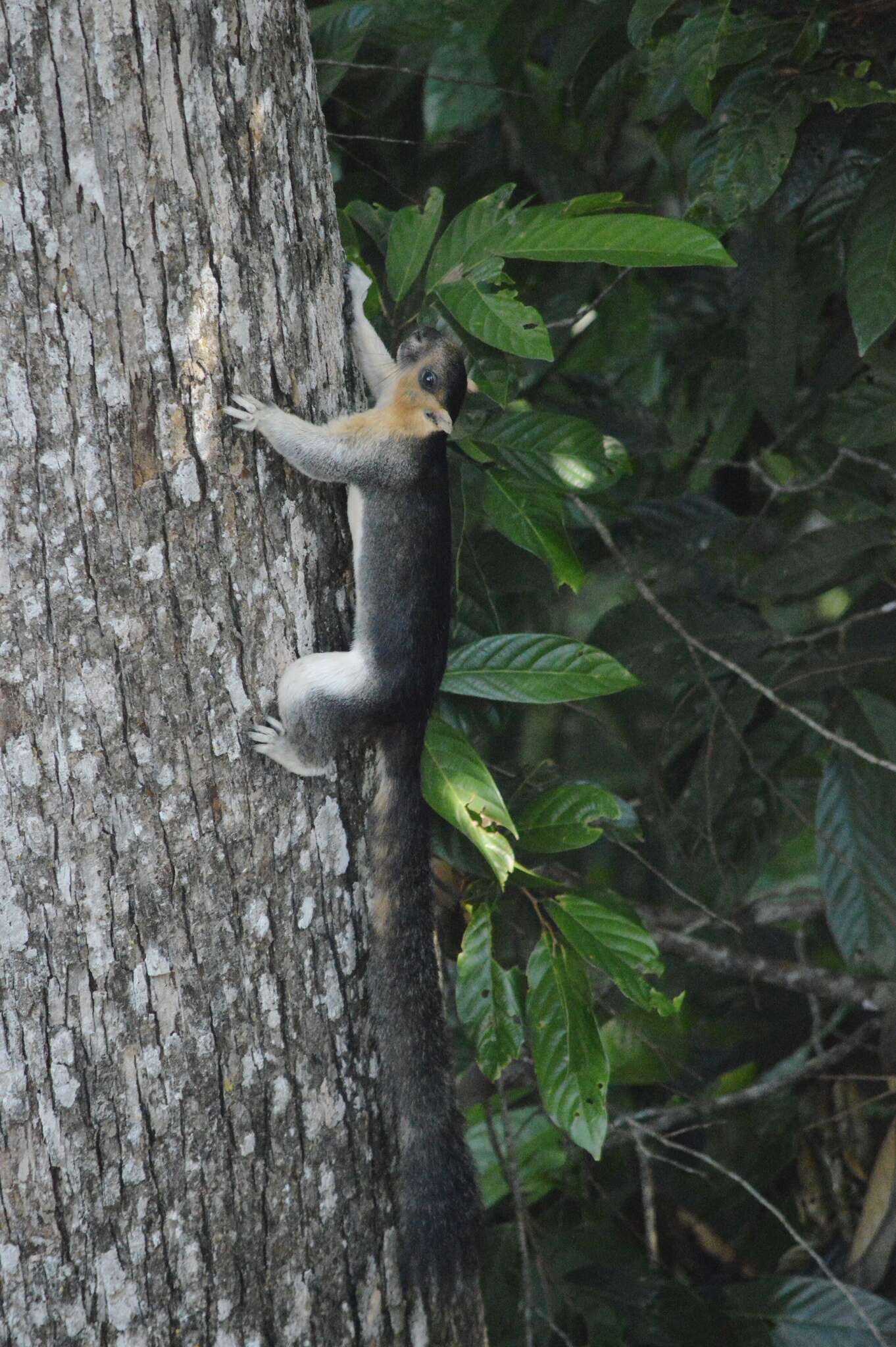 Image of Cream-coloured giant squirrel