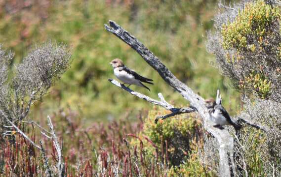 Image de Hirondelle ariel