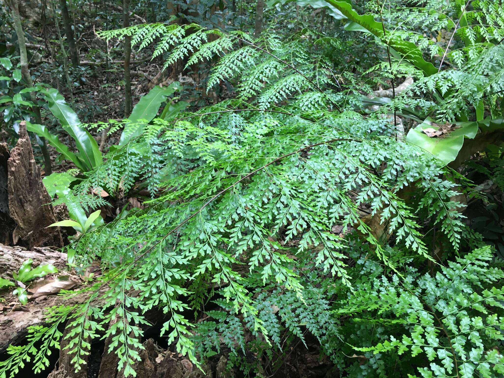 Image of Johnstone River fern