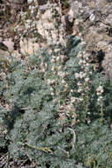 Image of Artemisia pedemontana subsp. assoana (Willk.) Rivas Mart.