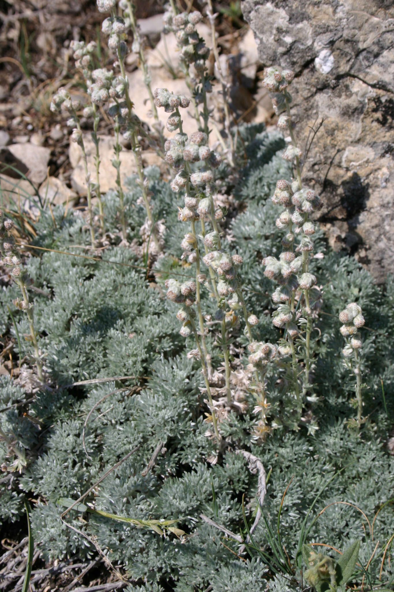 Image of Artemisia pedemontana subsp. assoana (Willk.) Rivas Mart.