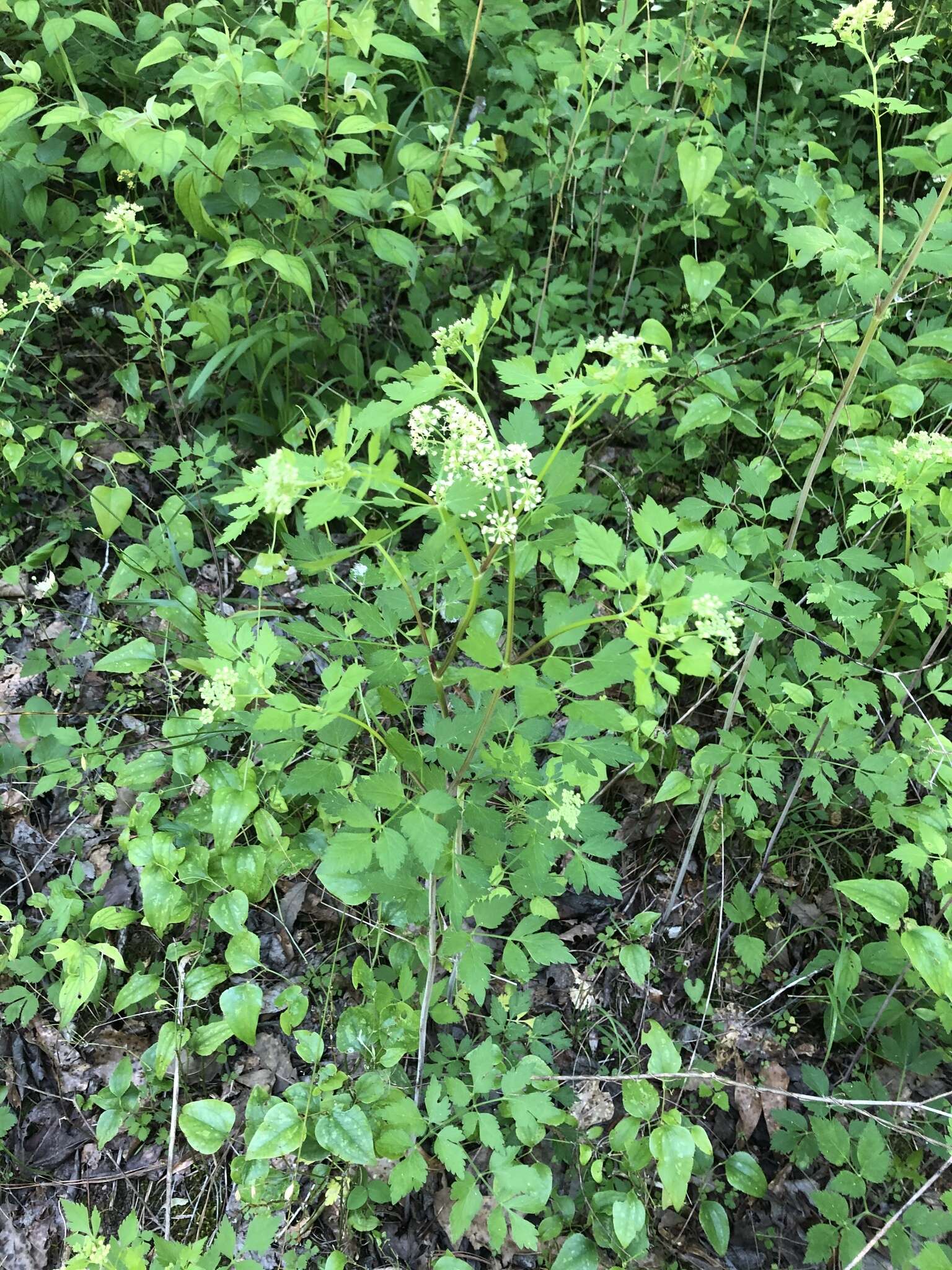 Image of hairyjoint meadowparsnip