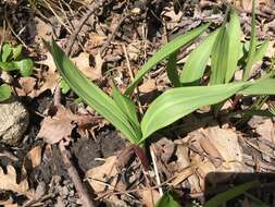 Sivun Allium tricoccum var. tricoccum kuva