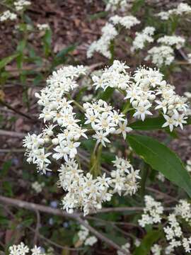 Image of Cuttsia viburnea F. Müll.