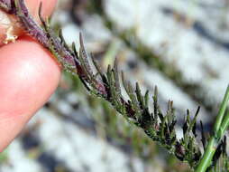 Image of Fringe Falseslugwort