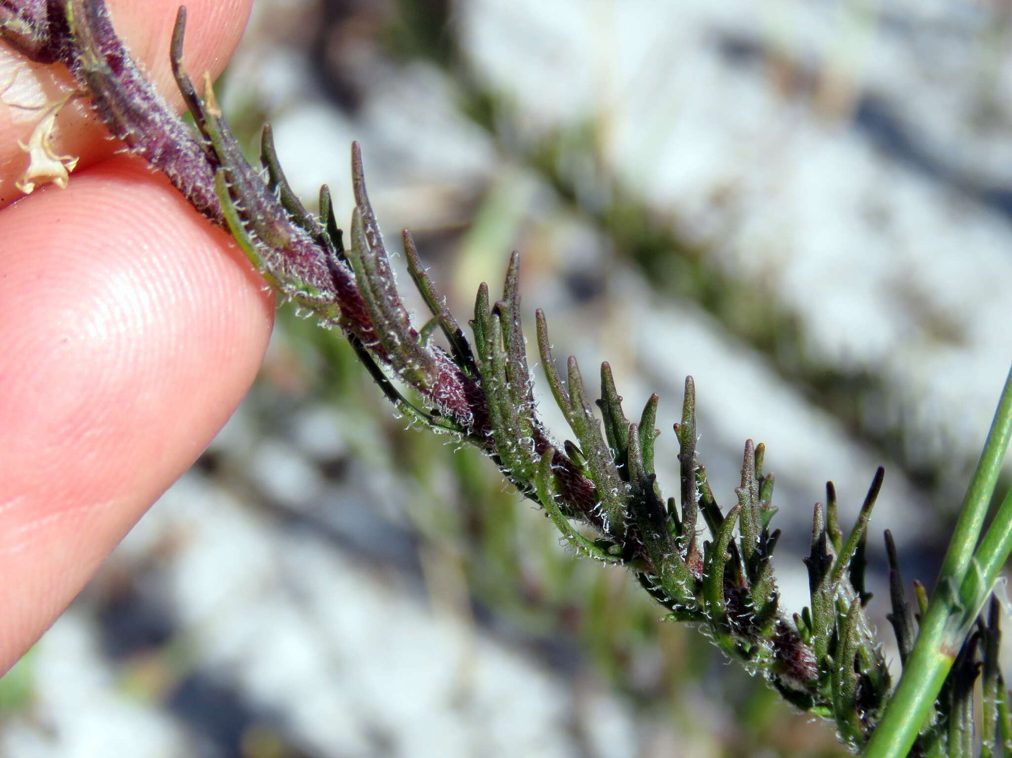 Image of Fringe Falseslugwort