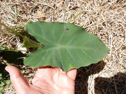 Image of Wild Taro