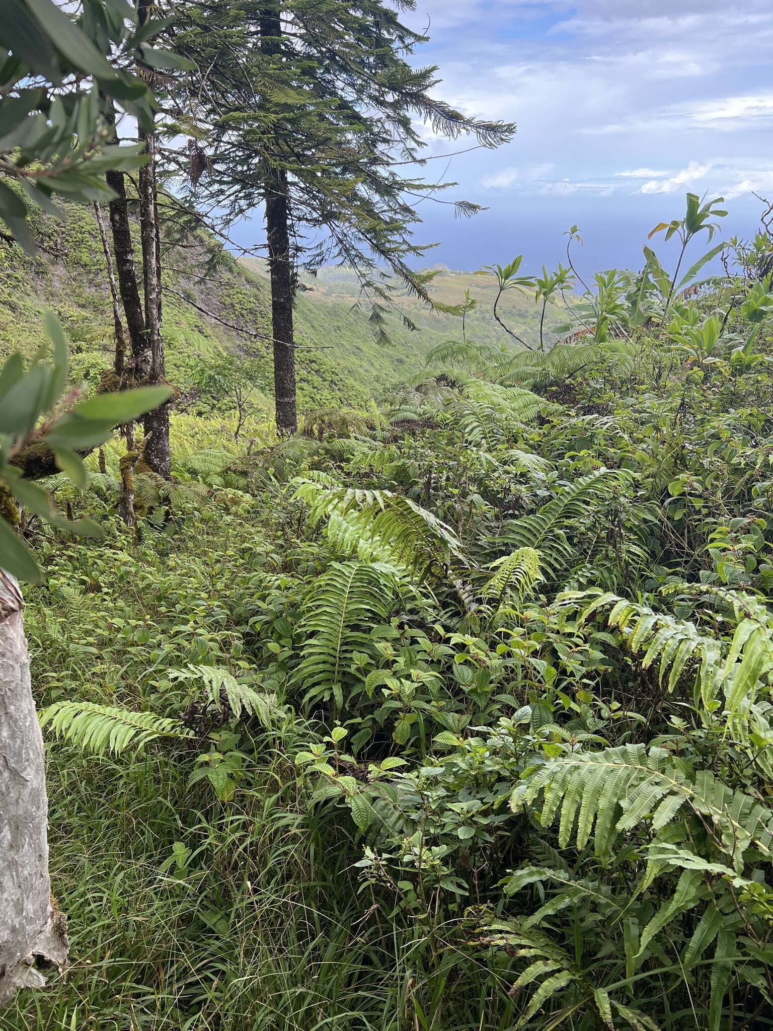 Image of Menisciopsis cyatheoides (Kaulf.) S. E. Fawc. & A. R. Sm.