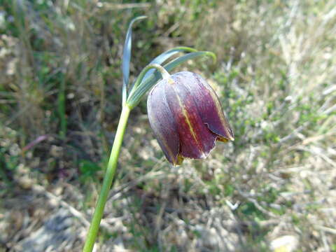 Image of Fritillaria mutabilis Kamari