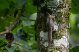 Image of Alexander's Bush Squirrel