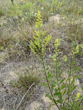 Image of showy goldenrod