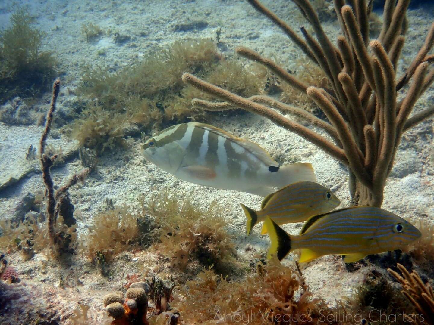 Слика од Epinephelus striatus (Bloch 1792)