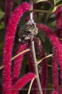 Image of Black-spotted Casque-headed Treefrog