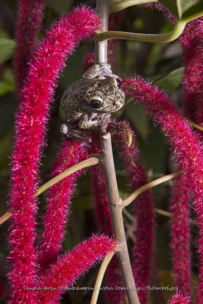 Image of Black-spotted Casque-headed Treefrog