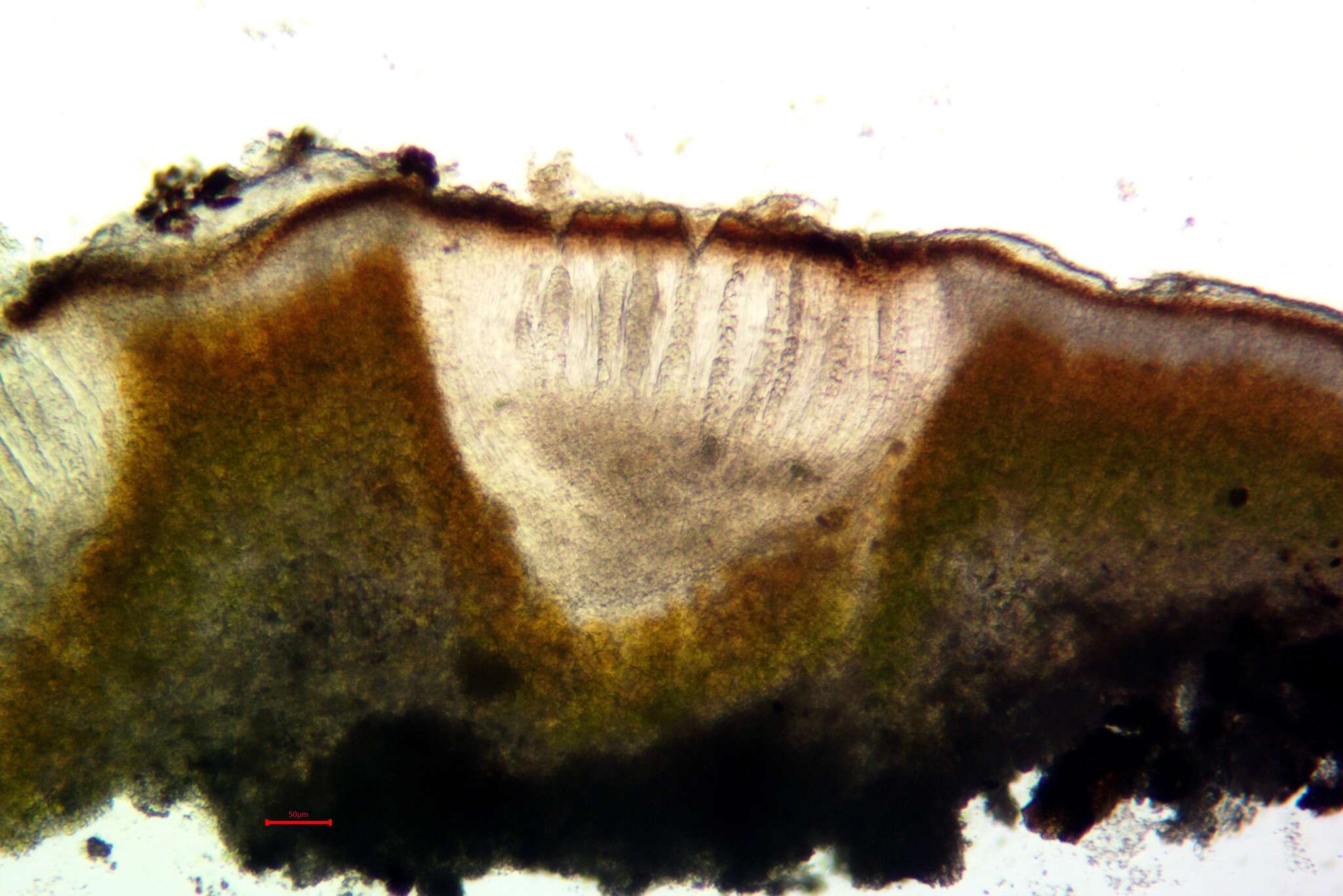 Image of Acarospora macrospora