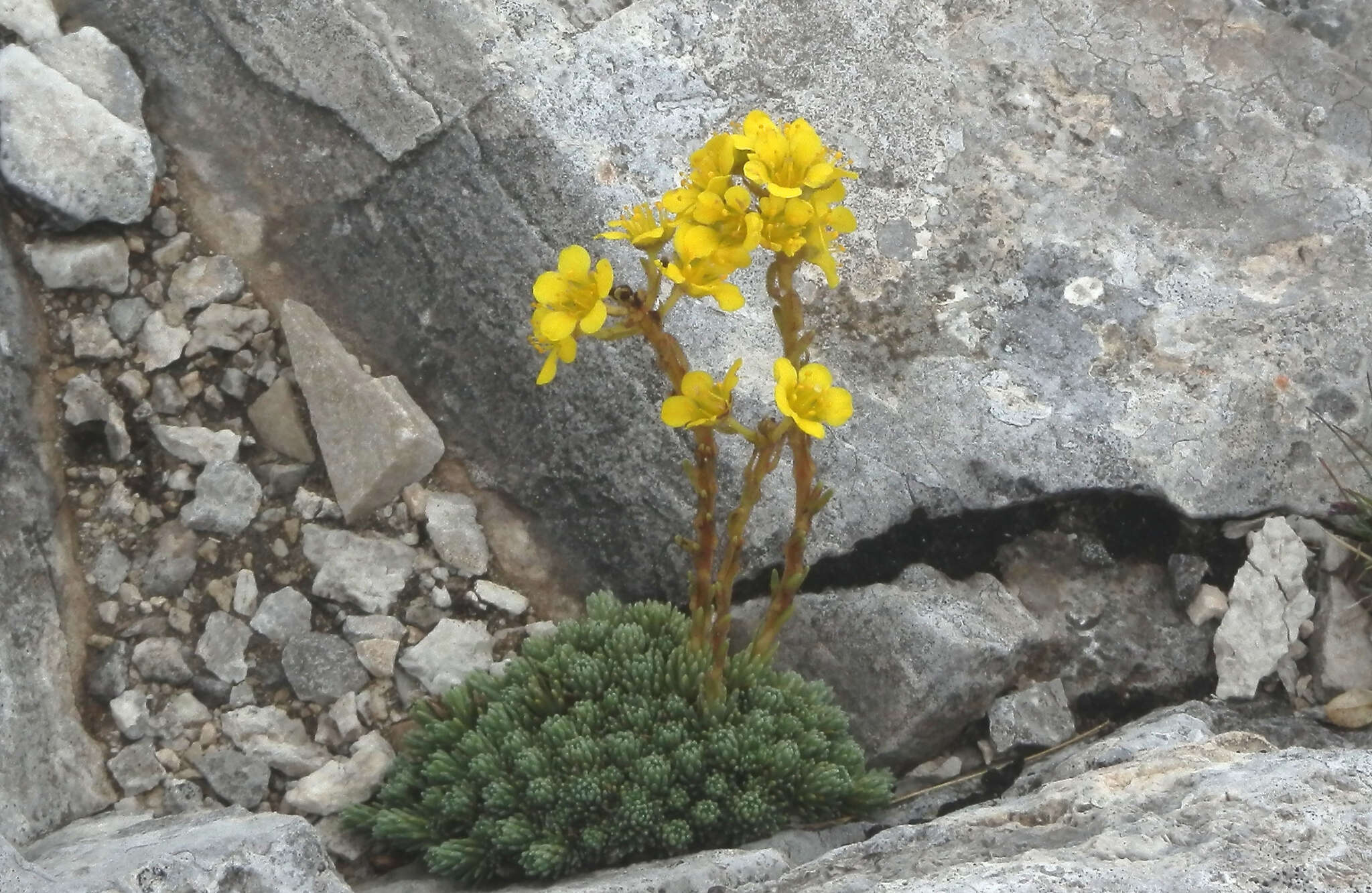 Image of Saxifraga ferdinandi-coburgi J. Kellerer & Sünd.