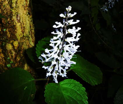 Image of Plectranthus zuluensis T. Cooke