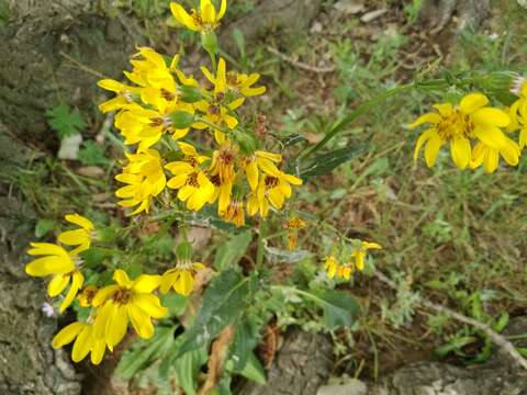 Image of Ligularia thyrsoidea (Ledeb.) DC.