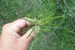 Image of saltwater false willow