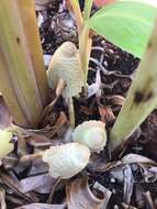 Image of Leucocoprinus tricolor H. V. Sm. 1981