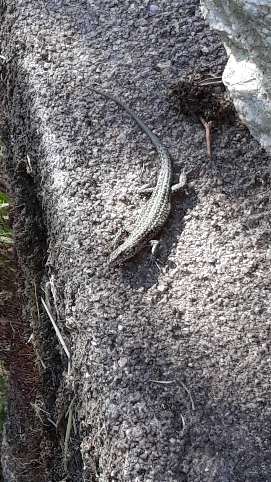 Image of Podarcis guadarramae lusitanicus Geniez et al. 2014