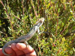 Image of Robertson Dwarf Chameleon