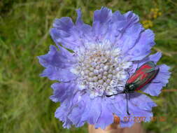 Image of Pincushion-flower