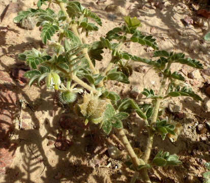 Слика од Tribulus macropterus Boiss.