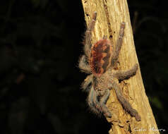 Image of Amazon Ribbed Spider