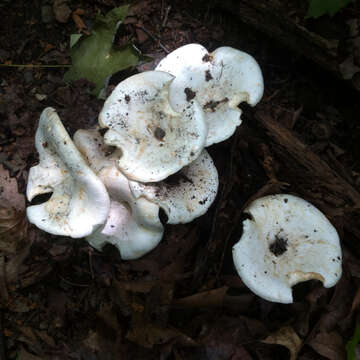 Lactarius piperatus (L.) Pers. 1797 resmi