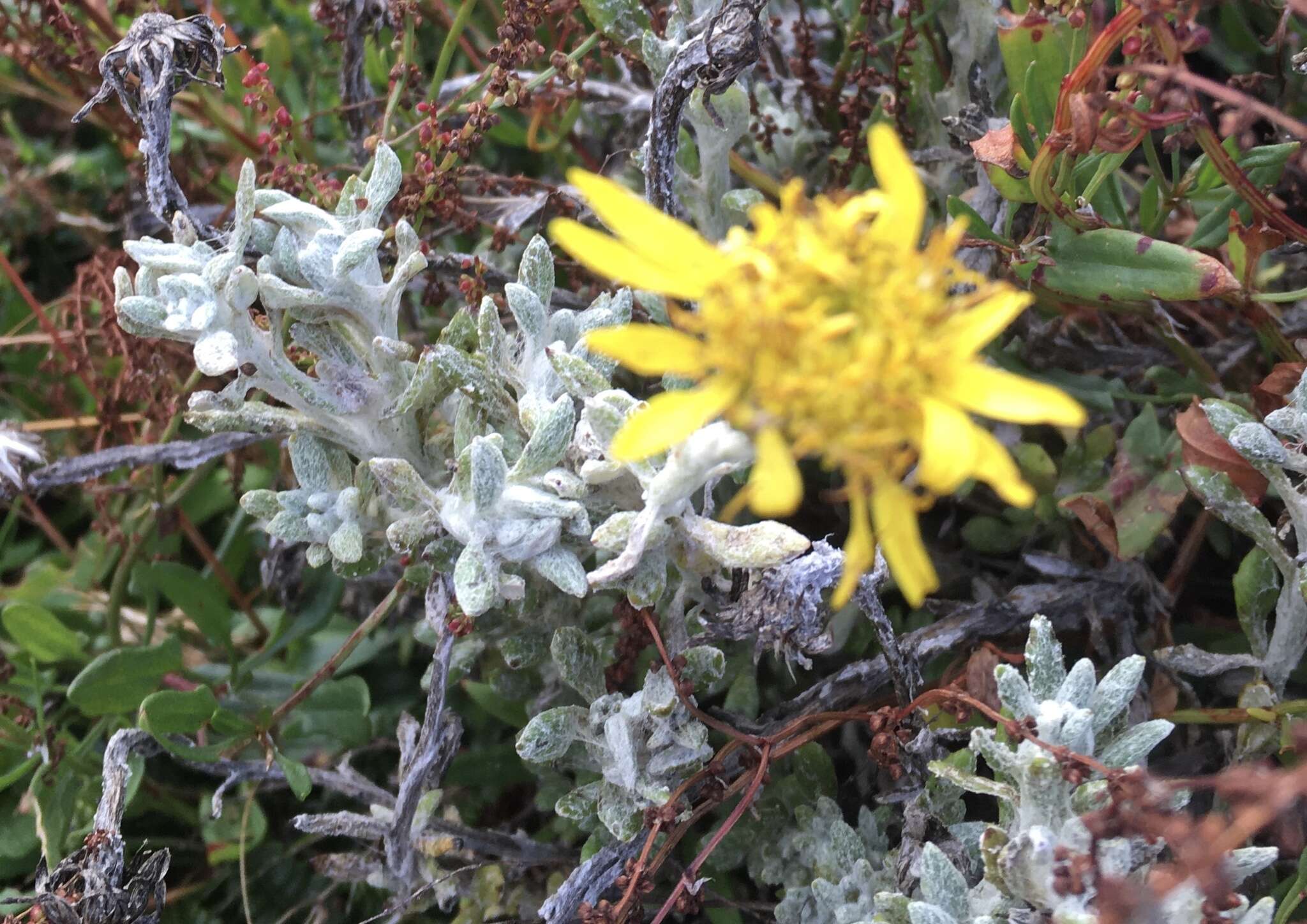 Image of Senecio littoralis Gaud.