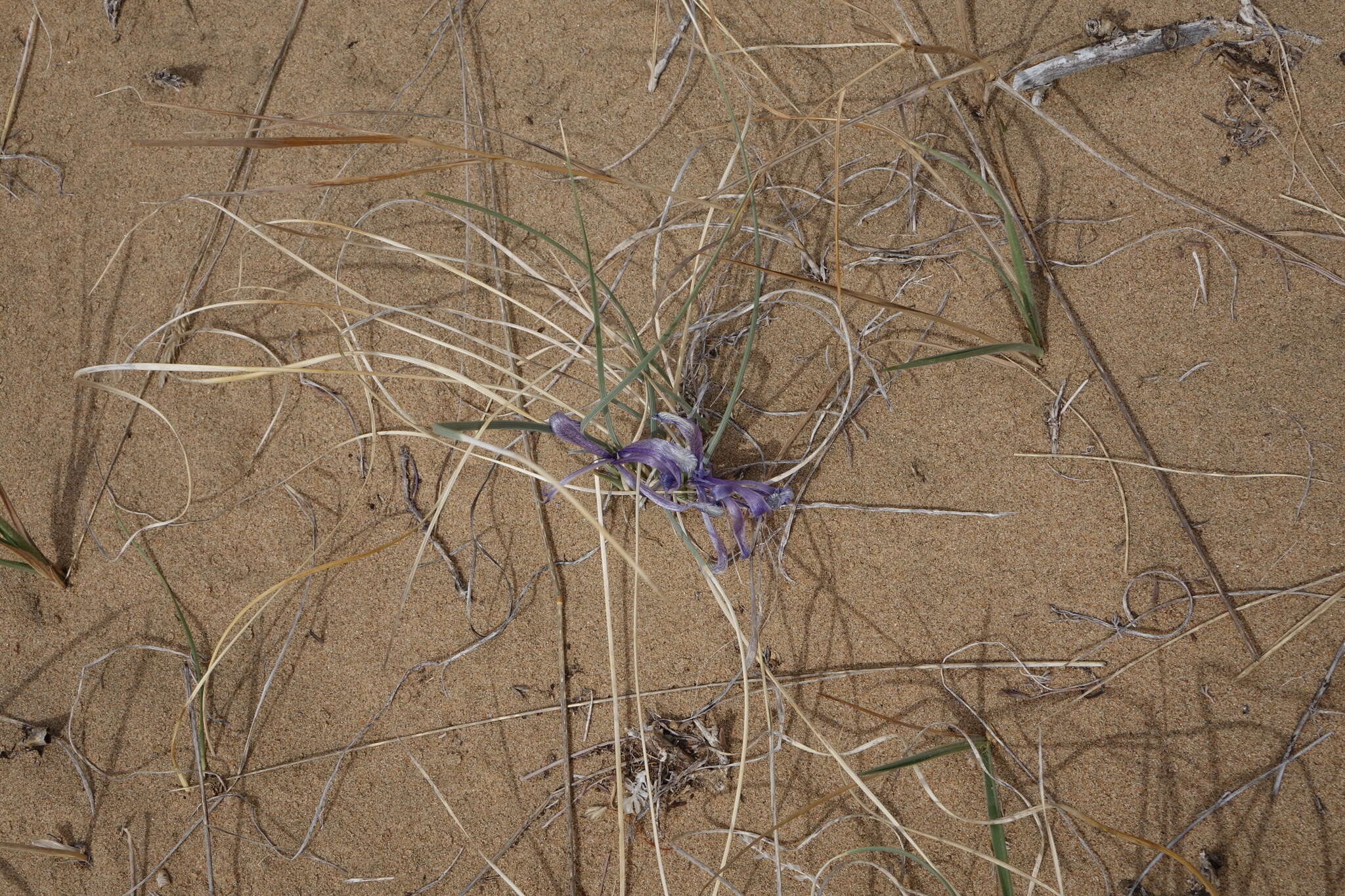 Image of Iris tenuifolia Pall.