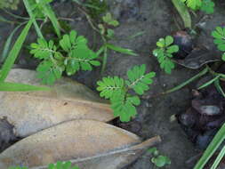 Image of Phyllanthus urinaria subsp. urinaria