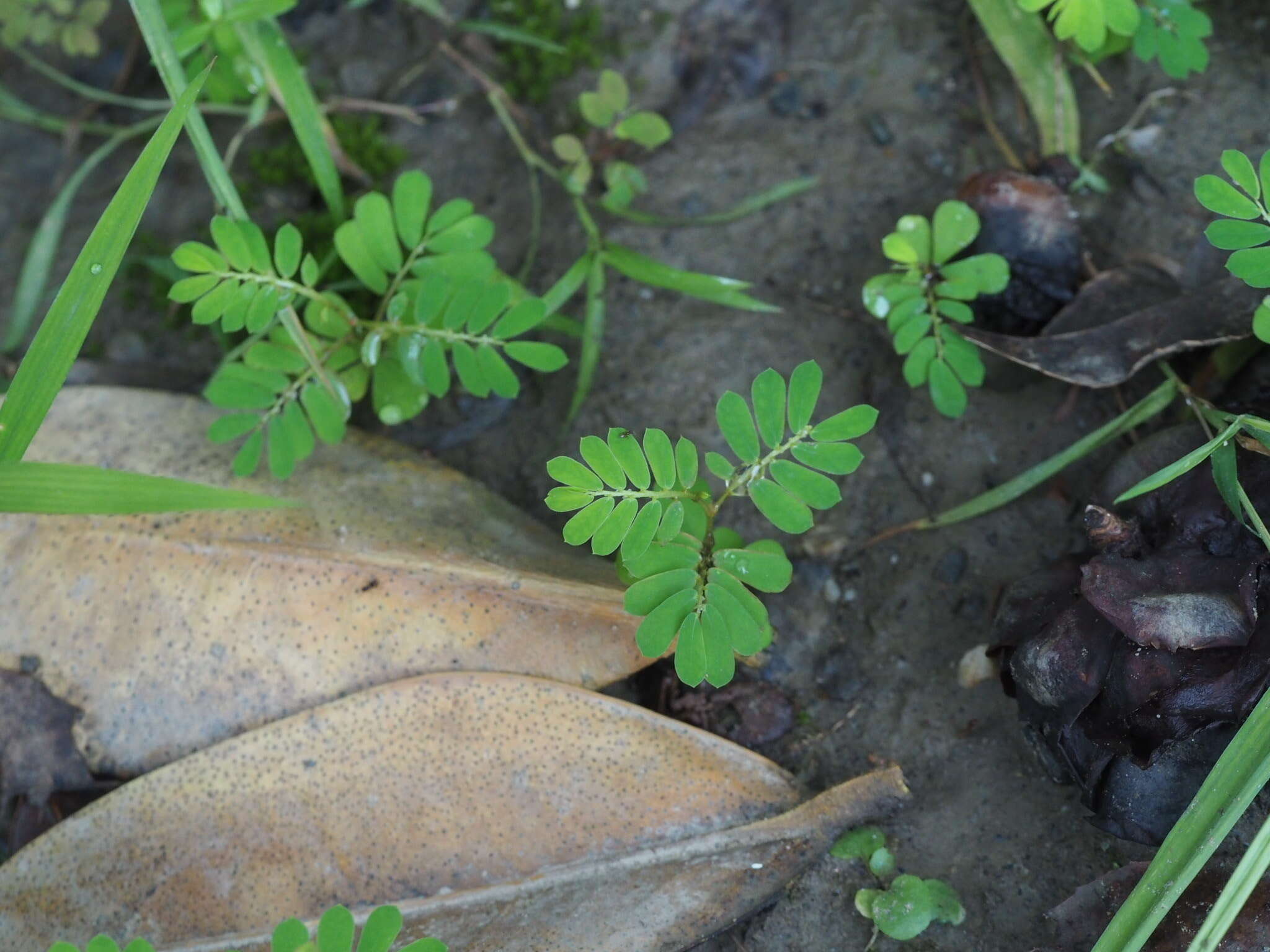 Image of Phyllanthus urinaria subsp. urinaria