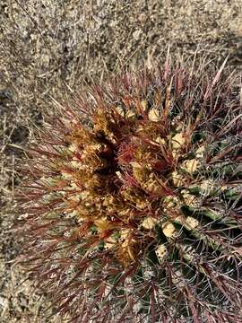 Image of Ferocactus gracilis subsp. gracilis