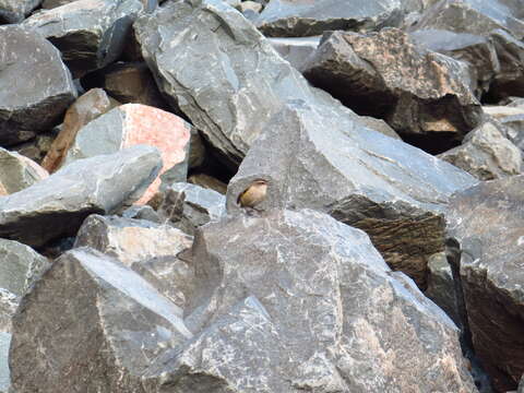 Image of New Zealand Wrens