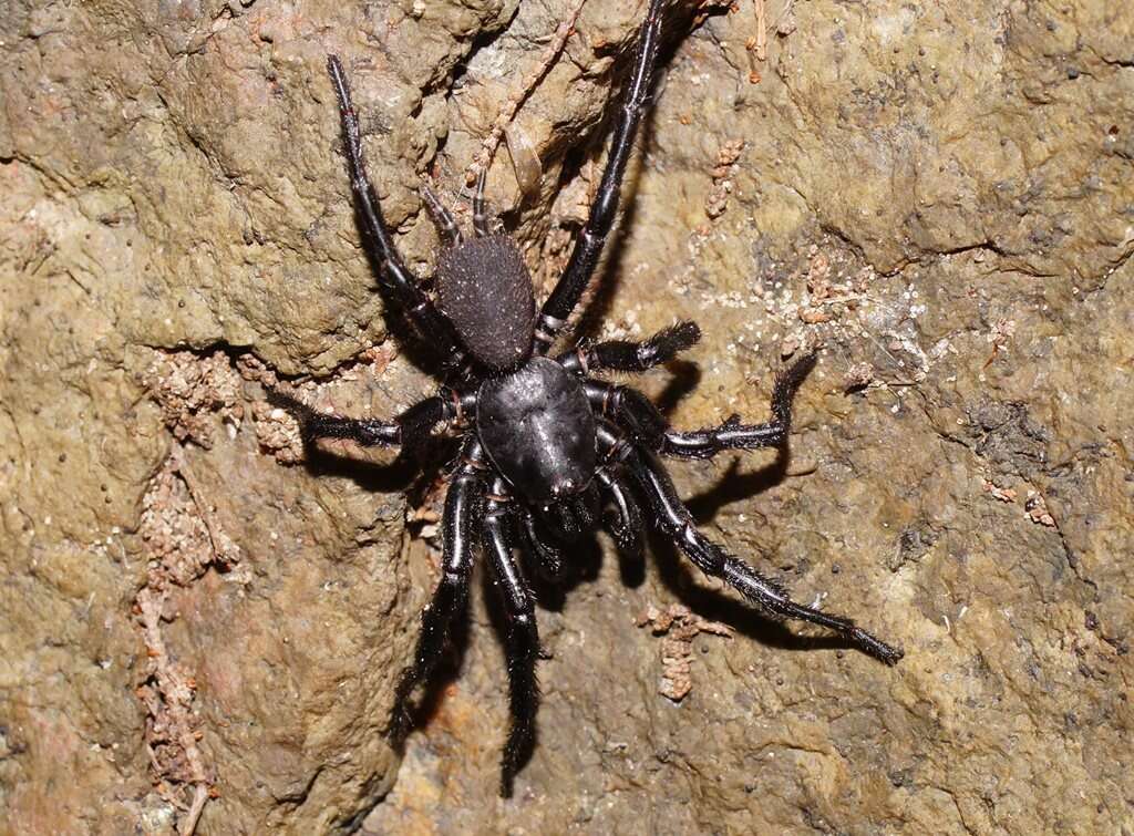 Image of Sutherland's Funnelweb Spider