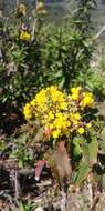 Image of Mahonia