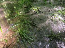 Image of Appalachian quillwort