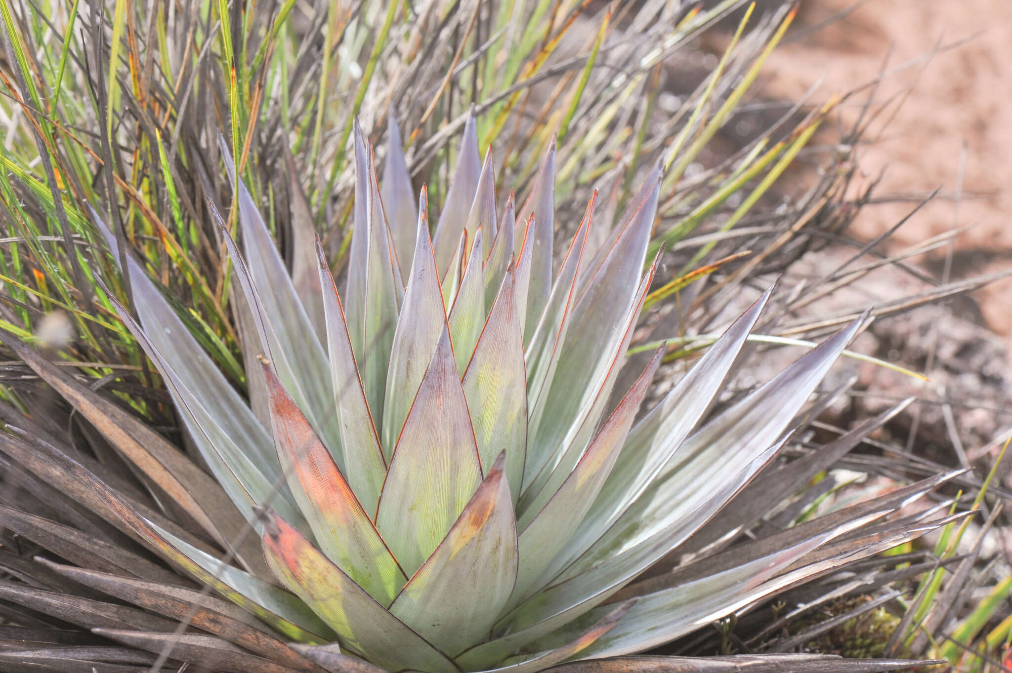 Image of Orectanthe sceptrum (Oliv.) Maguire