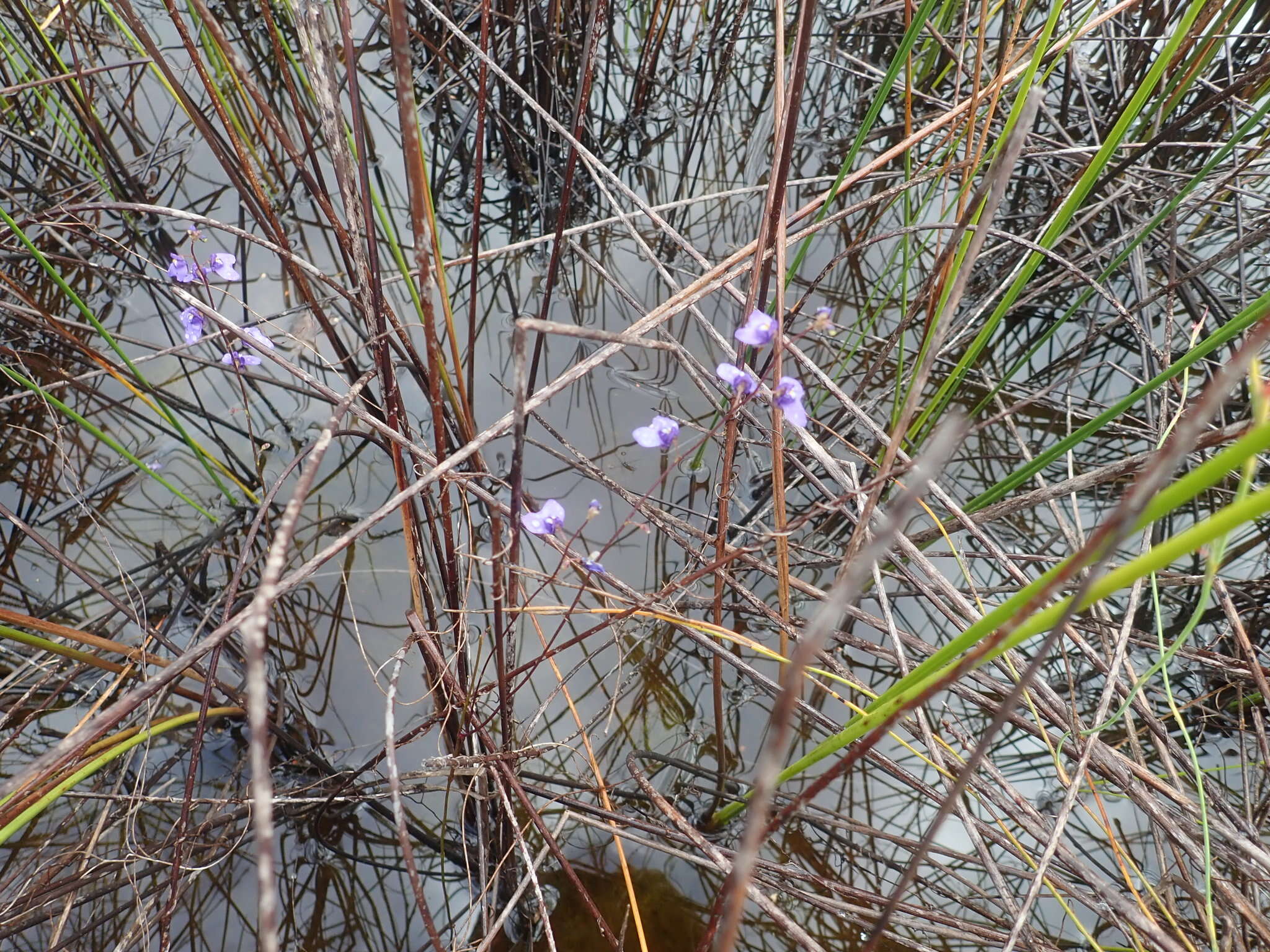 Image de Utricularia biloba R. Br.