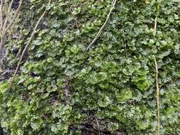 Image of tiny bristle fern