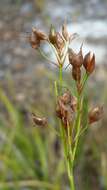 Rhynchospora megalocarpa A. Gray resmi