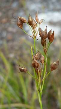 صورة Rhynchospora megalocarpa A. Gray