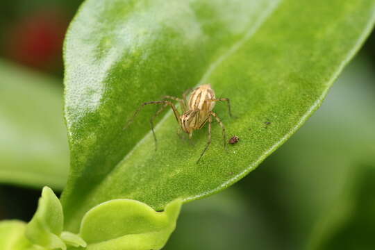 Image of Oxyopes elegans L. Koch 1878