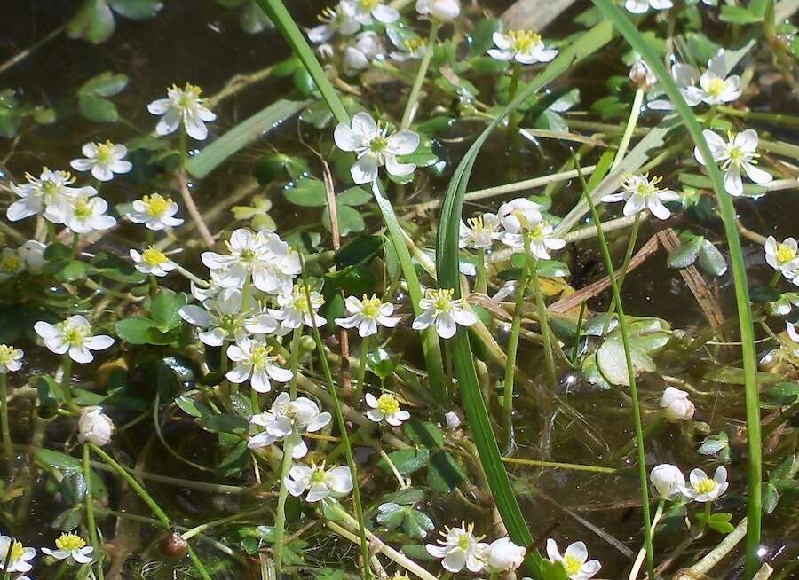 Image of Lobb's Water-Crowfoot