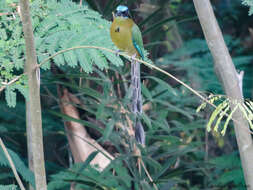 Image of Amazonian Motmot